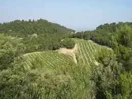 DOMAINE DE FONTAVIN