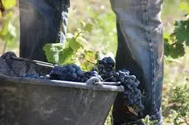 DOMAINE RICHAUD